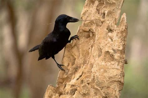 crow cameras.